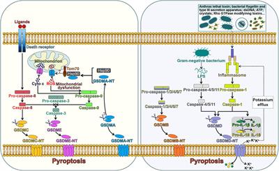 Biological Functions of Gasdermins in Cancer: From Molecular Mechanisms to Therapeutic Potential